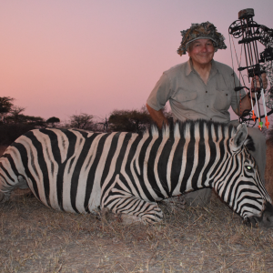 Zebra August 23, 2023 Limpopo Province South Africa