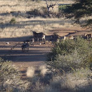 Mountain Zebras Namibia