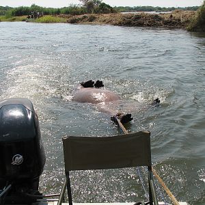 Bringing Hippo on Riverbank Caprivi Namibia