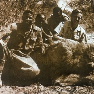 Ronnie Blackbeard and his trackers with a ten-foot-long lion-Boteti River, Botswana
