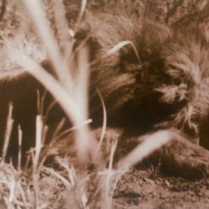 Magnificent ten-foot lion shot by Mr. Davies-Boteti River, Botswana