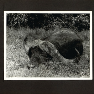 'Shaw and Hunter Trophy' 1973, 54-inch buffalo-Kenya