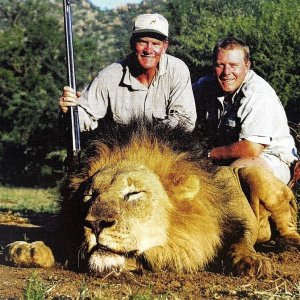 Black-Maned Lion Hunt South Africa