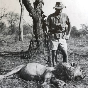 Professional hunter Chris Vivier with a fine lion taken in Zambia in the 1960s.