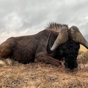 Black Wildebeest Bow Hunt Free State Province South Africa