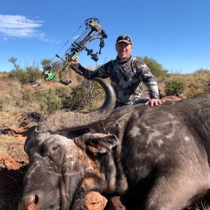 Buffalo Bow Hunt Free State Province South Africa
