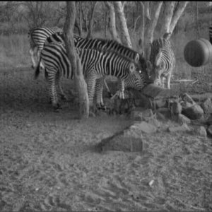 Zebra Trail Camera