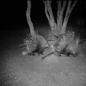 Porcupine Trail Camera