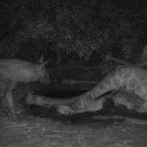 Brown Hyena Feeding Trail Camera