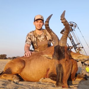 Red Hartebeest Bow Hunting Namibia
