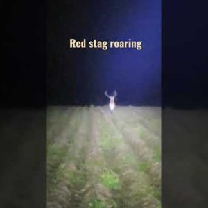 Red stag roaring