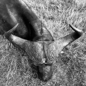 Buffalo Bow Hunting