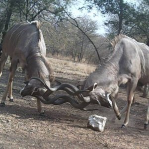 Kudu Fight Trail Camera
