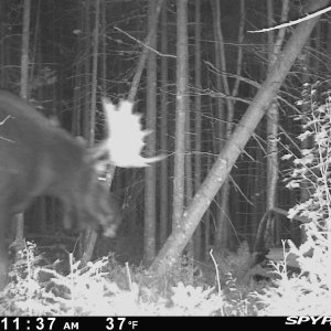 Moose Trail Camera Maine