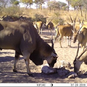 Eland Trail Camera Namibia