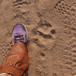 Lion Track Mozambique