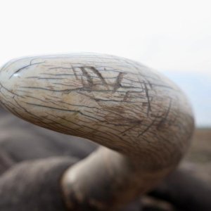 Elephant Tusk Namibia