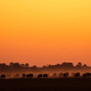 Buffalo Herd Bwabwata West Namibia