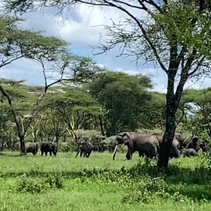 Elephant Herd Tanzania