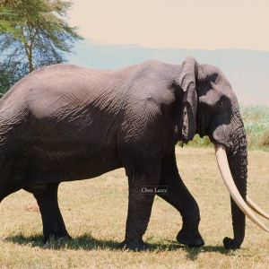 Elephant Bull Tanzania