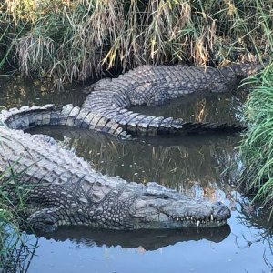 Crocodiles South Africa