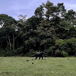 Elephant Gabon
