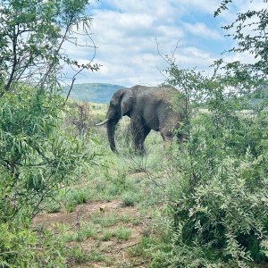 Elephant Pilanesberg National Park South Africa