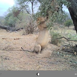 Lion Trail Camera