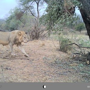 Lion Trail Camera