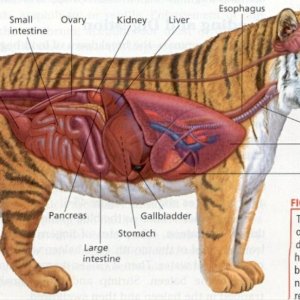 Anatomical Diagram Of Royal Bengal Tigress