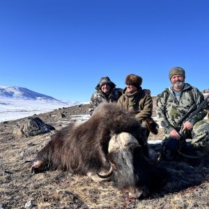Muskox Hunting Greenland