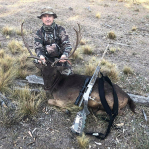 Fallow Deer Hunting