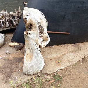 Halved Elephant Skull