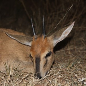 Duiker hunted in Namibia