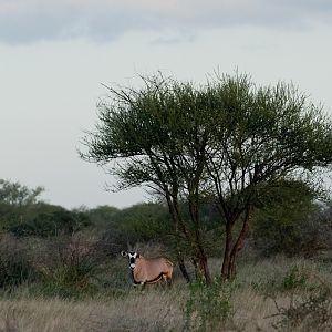 Oryx afternoon pic.