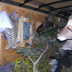 Taxidermy delivery transport truck packed on inside