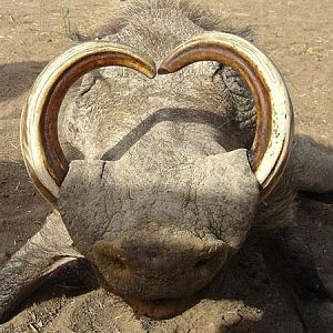 Monster Warthog