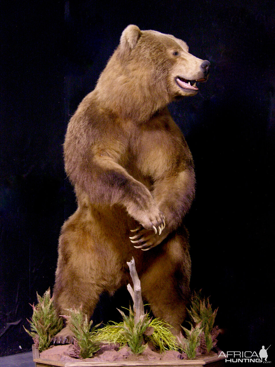 Bear Full Mount Taxidermy