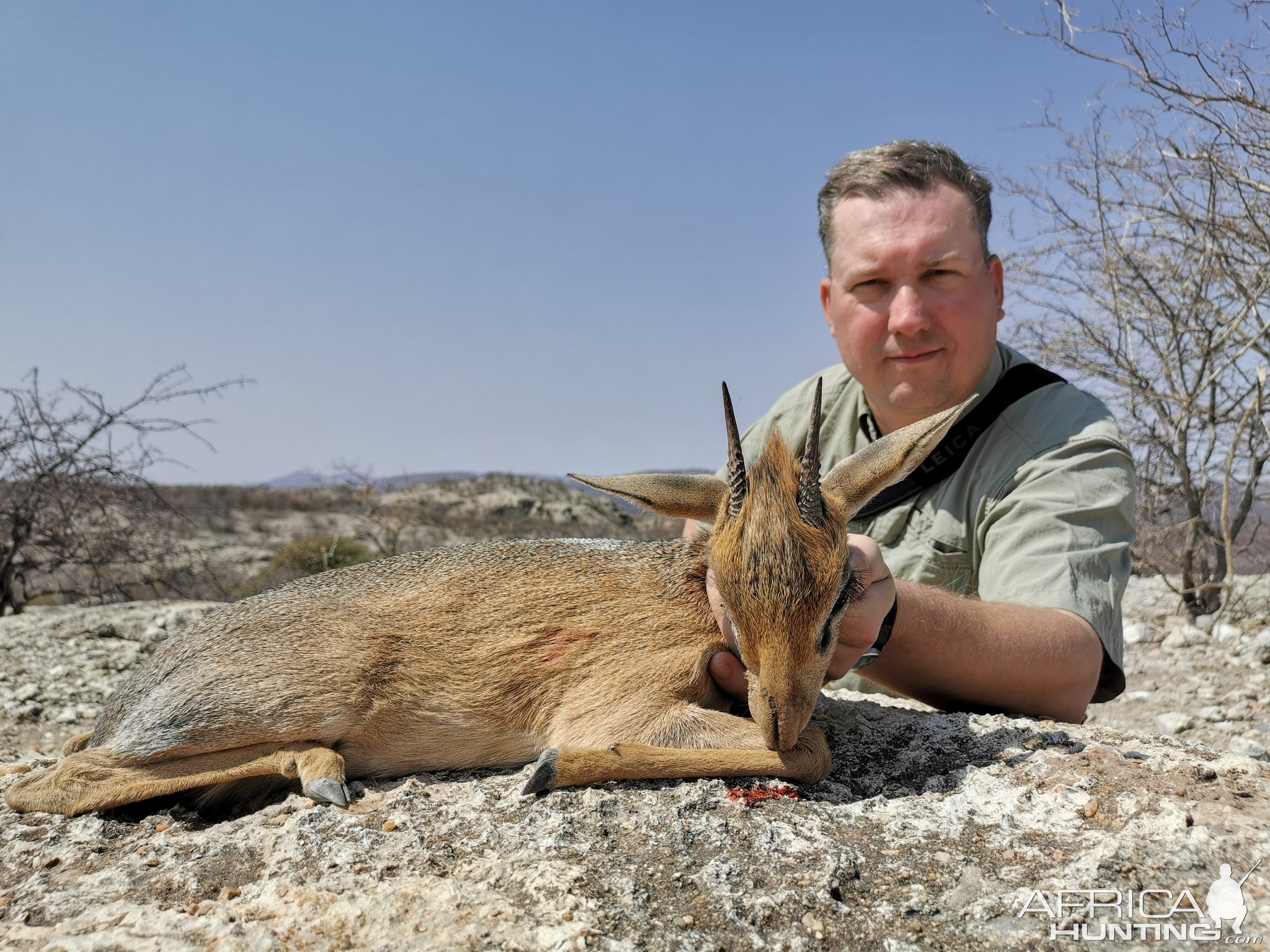 Damara Dik-dik Hunting Namibia