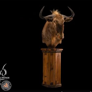 A Golden Wildebeest By Splitting Image Taxidermy
