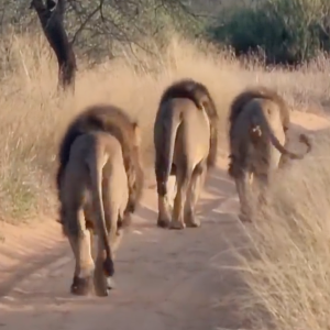 Three enormous Kalahari lions spotted in the morning.