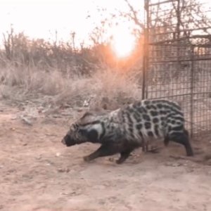African Civet Released