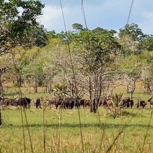 Buffalo Herd Mozambique
