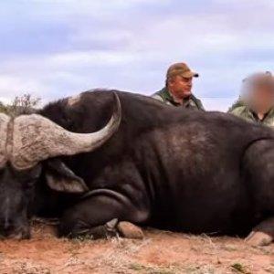 Eastern Cape Buffalo Packages - 2024 | Hunting South Africa