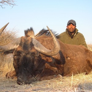 Cross Breed Blue & Black Wildebeest Hunted in Namibia