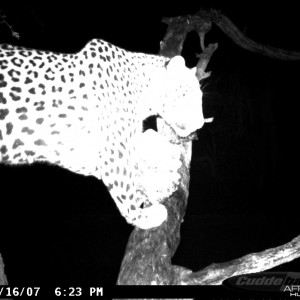 Leopard on Bait at Ozondjahe Safaris Namibia