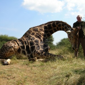Giraffe Hunting in Namibia