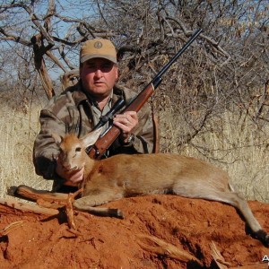 Gray Duiker Hunting in Namibia