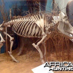 Warthog Skeleton