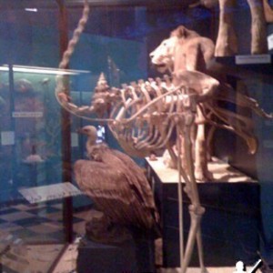 Ostrich Skeleton